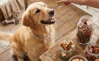 Godbidder til hunde: Den ultimative guide til at forkæle din firbenede ven